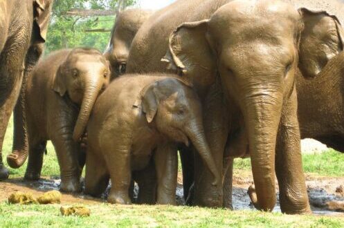 1024px-Elephant_Family